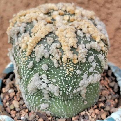 Astrophytum asterias cv. Hanazono