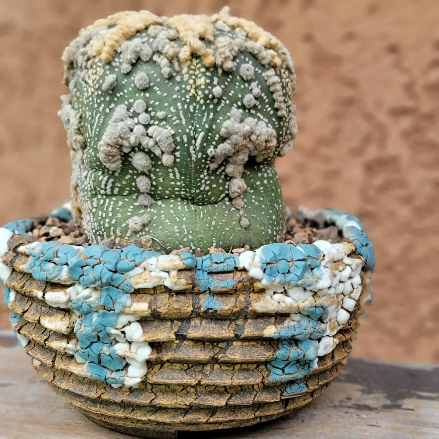 Astrophytum asterias cv. Hanazono