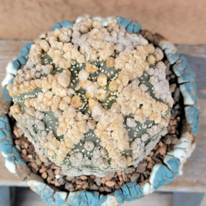 Astrophytum asterias cv. Hanazono