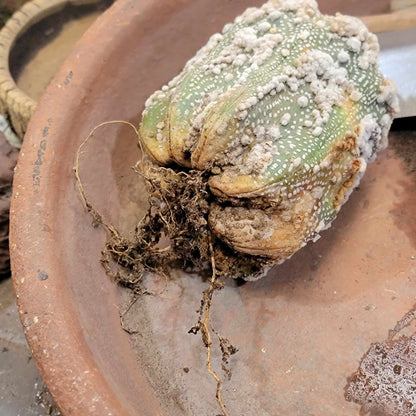 Astrophytum asterias cv. Hanazono