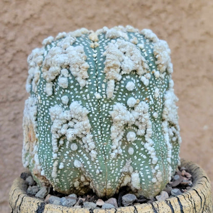 Astrophytum asterias cv. Hanazono