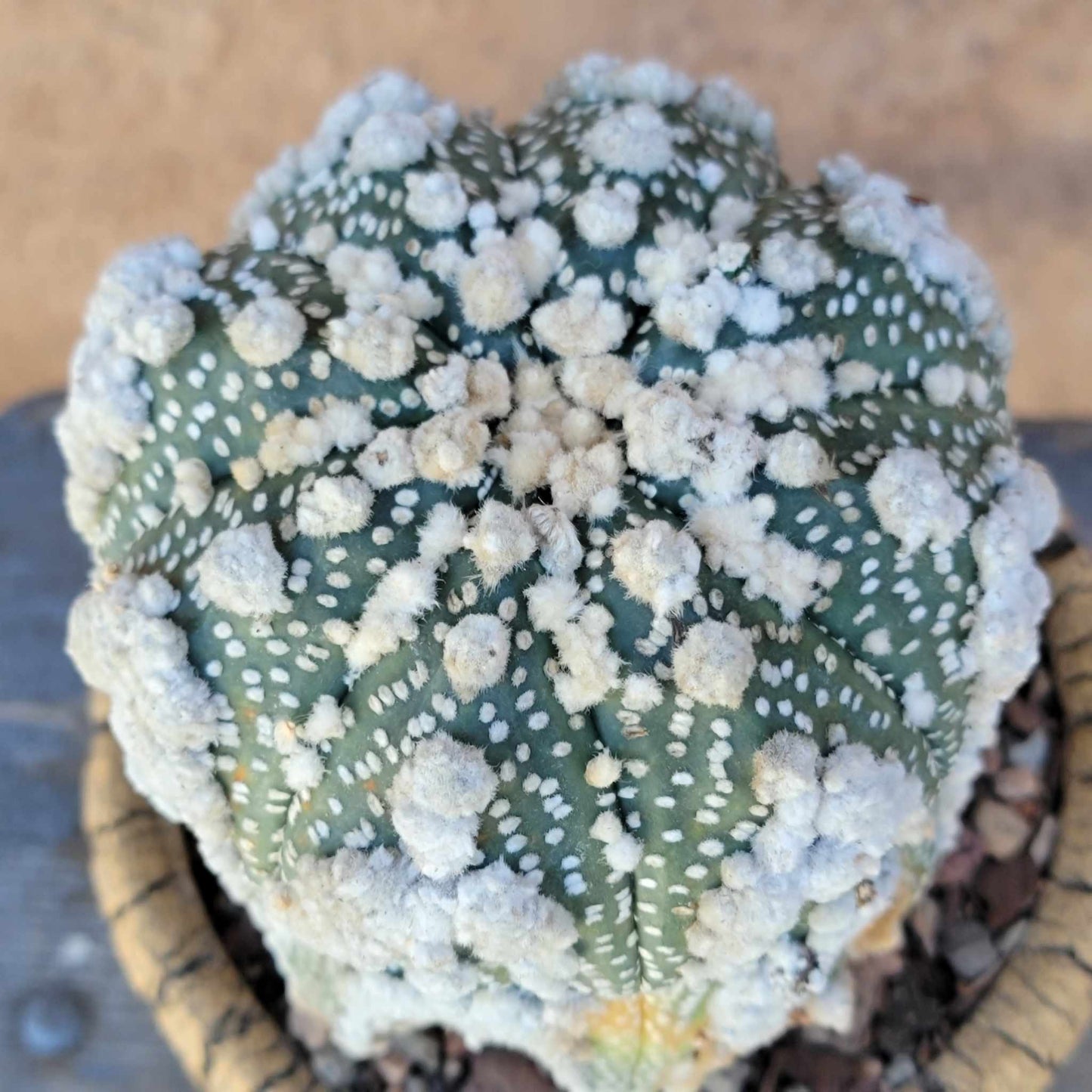 Astrophytum asterias cv. Hanazono