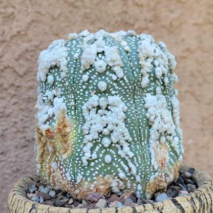 Astrophytum asterias cv. Hanazono