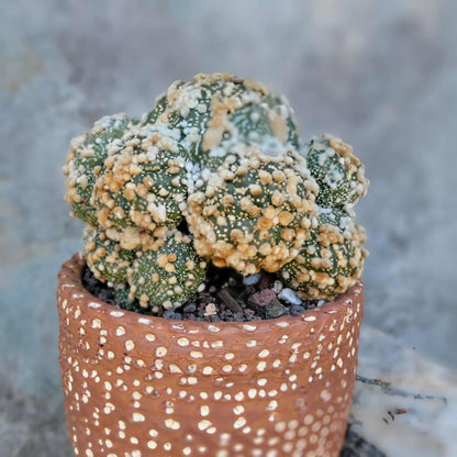 Astrophytum asterias cv. Hanazono - BIG Cluster!