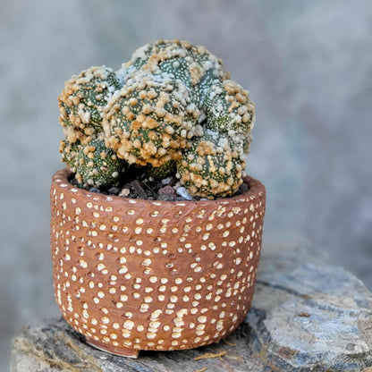 Astrophytum asterias cv. Hanazono - BIG Cluster!