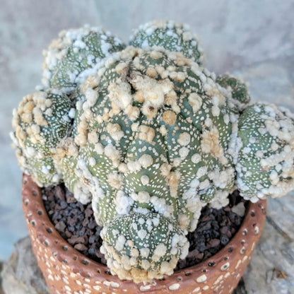 Astrophytum asterias cv. Hanazono - BIG Cluster!