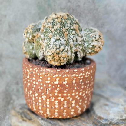 Astrophytum asterias cv. Hanazono - BIG Cluster!