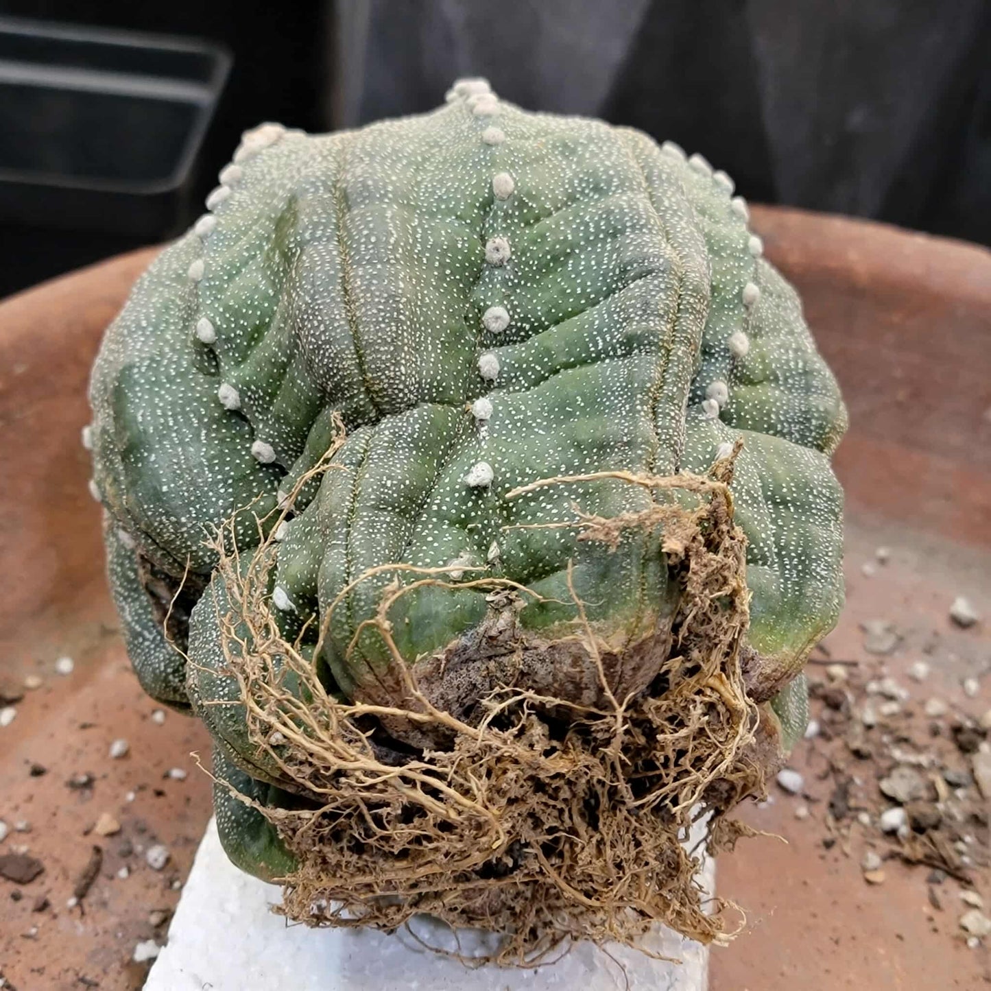 Astrophytum asterias cv. Line Areoles - BIG!