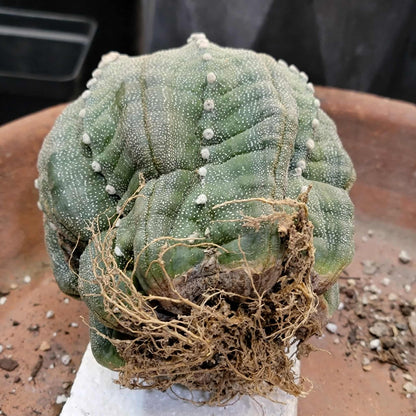 Astrophytum asterias cv. Line Areoles - BIG!
