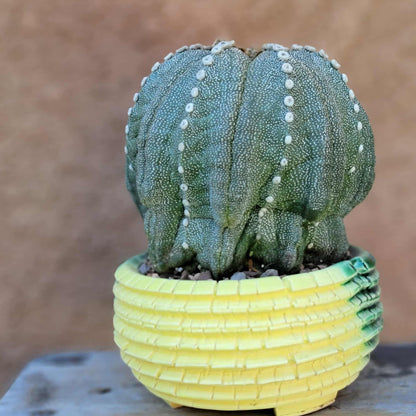 Astrophytum asterias cv. Line Areoles - BIG!
