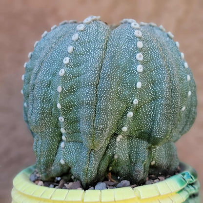 Astrophytum asterias cv. Line Areoles - BIG!