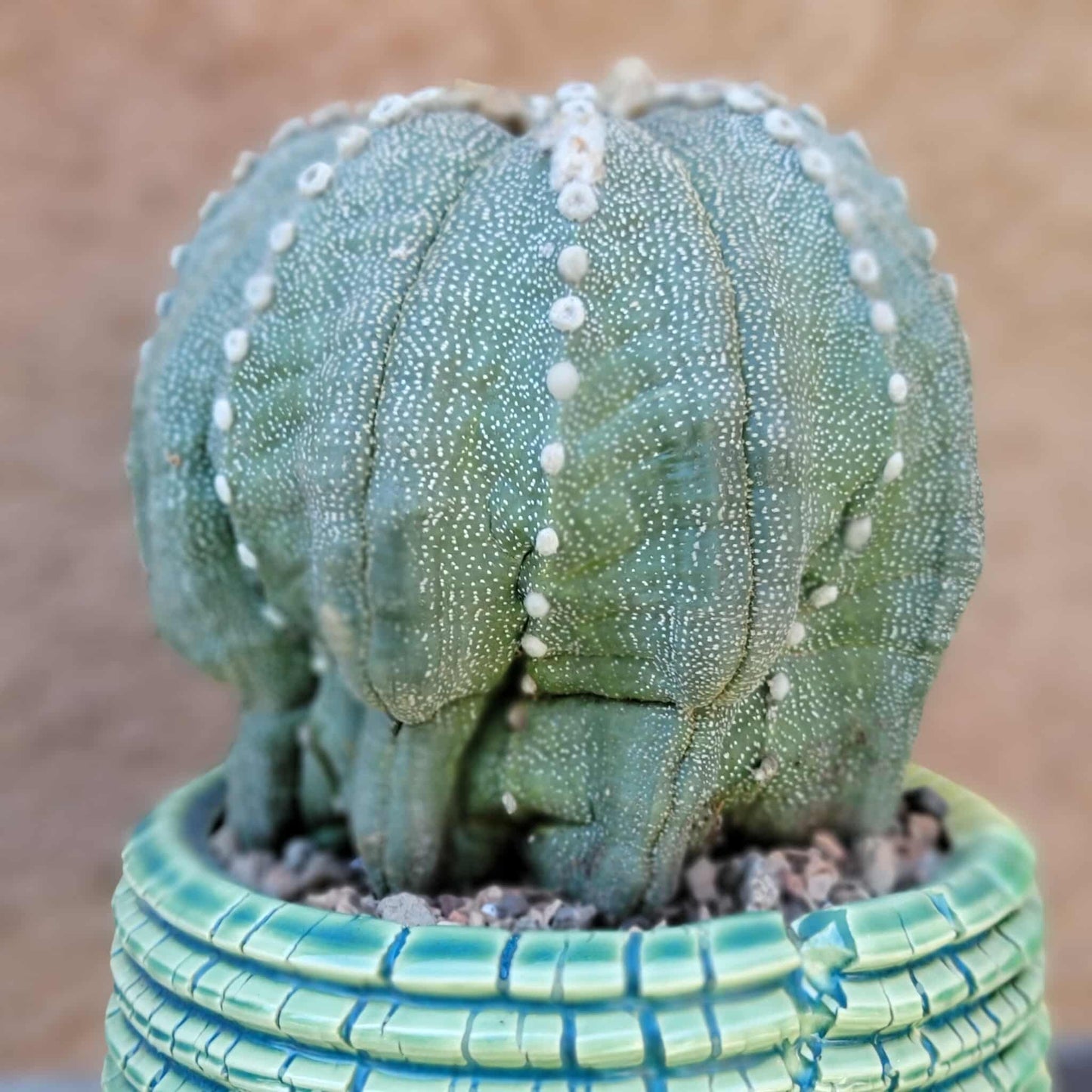 Astrophytum asterias cv. Line Areoles - BIG!