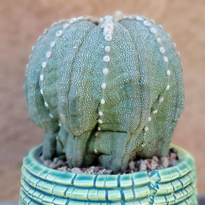 Astrophytum asterias cv. Line Areoles - BIG!