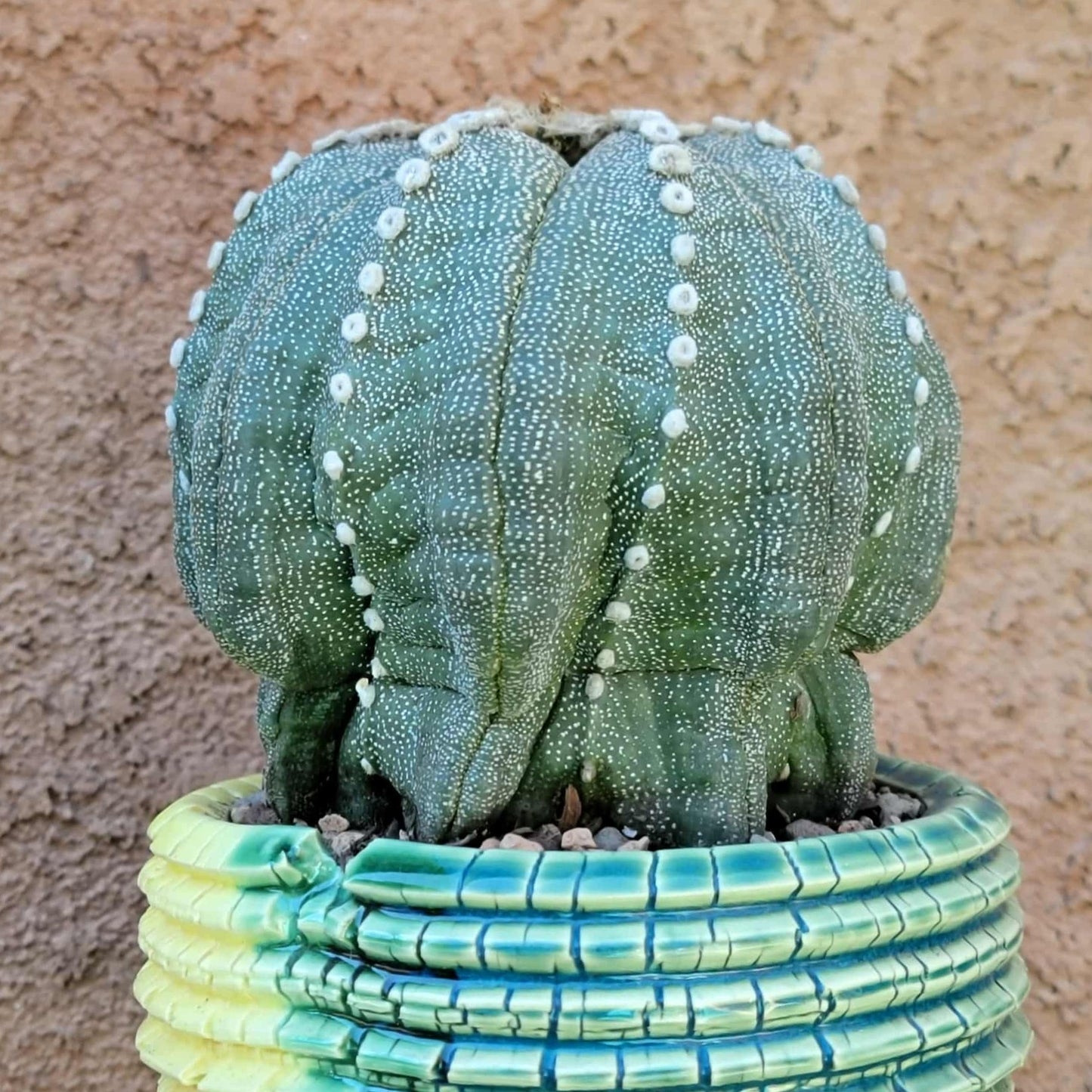 Astrophytum asterias cv. Line Areoles - BIG!