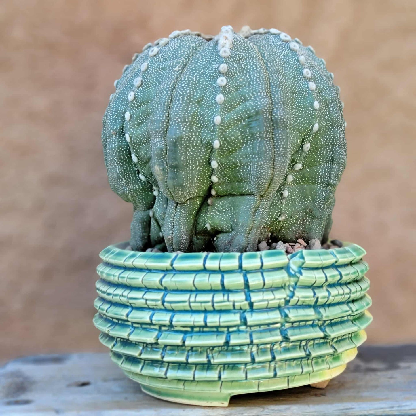 Astrophytum asterias cv. Line Areoles - BIG!