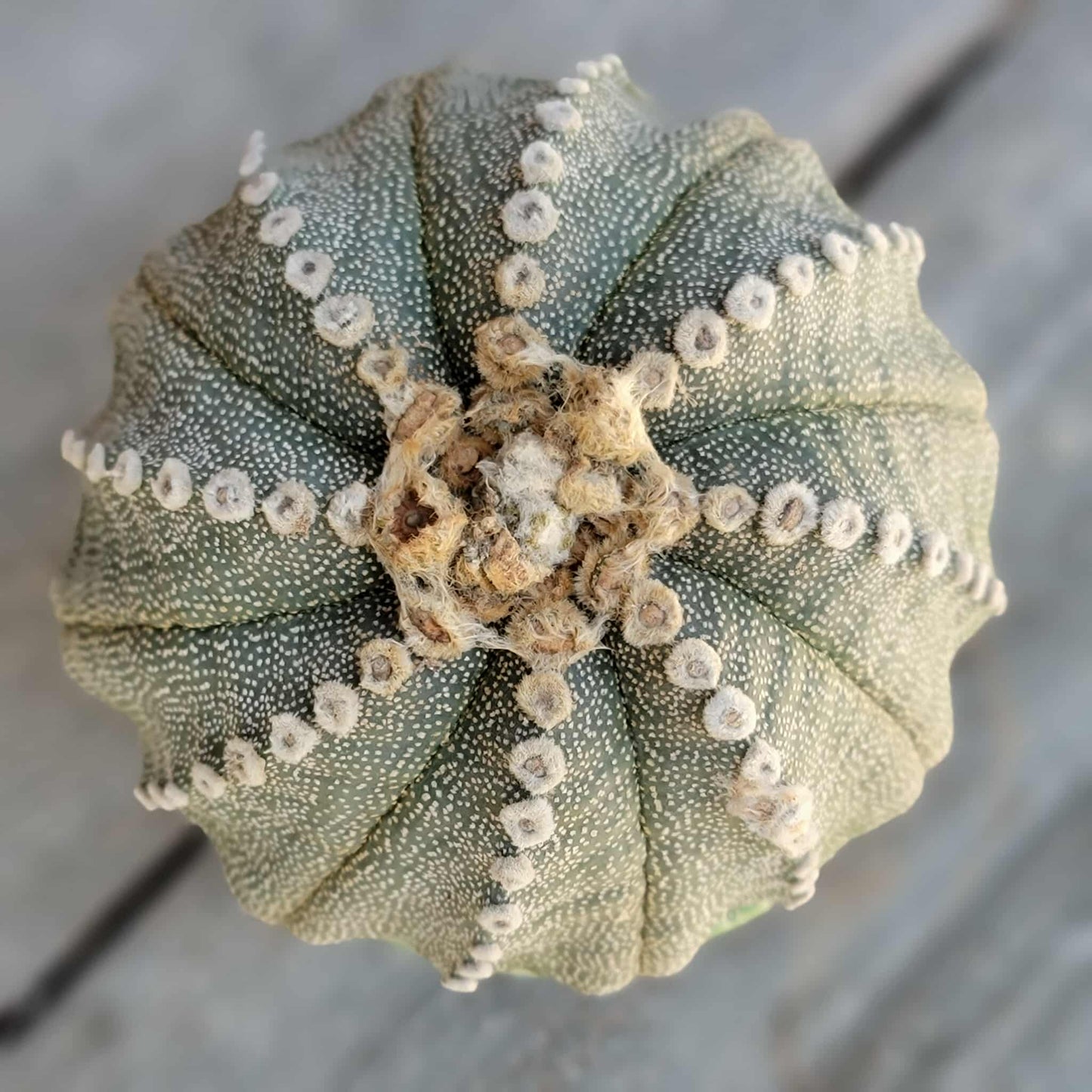 Astrophytum asterias cv. Line Areoles - BIG!