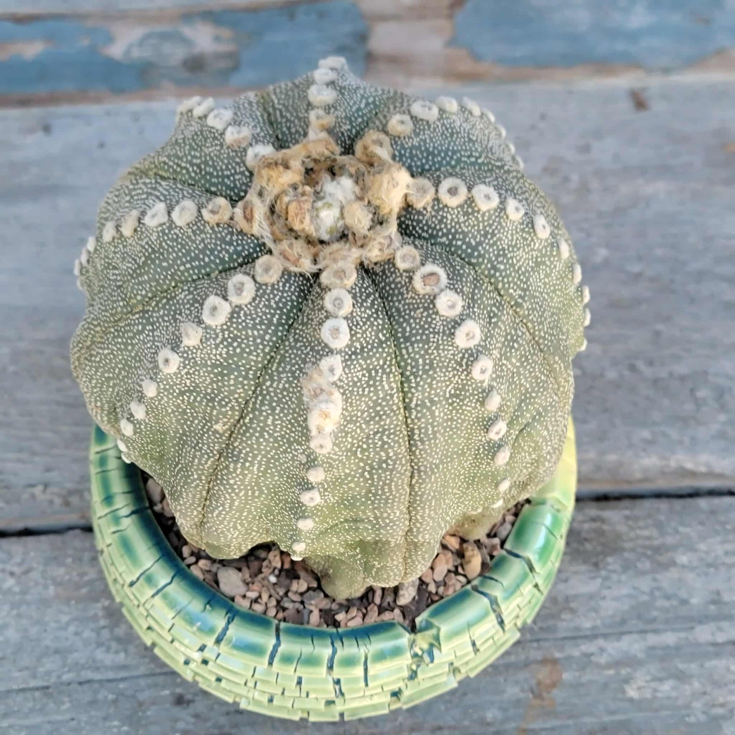 Astrophytum asterias cv. Line Areoles - BIG!