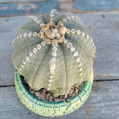 Astrophytum asterias cv. Line Areoles - BIG!
