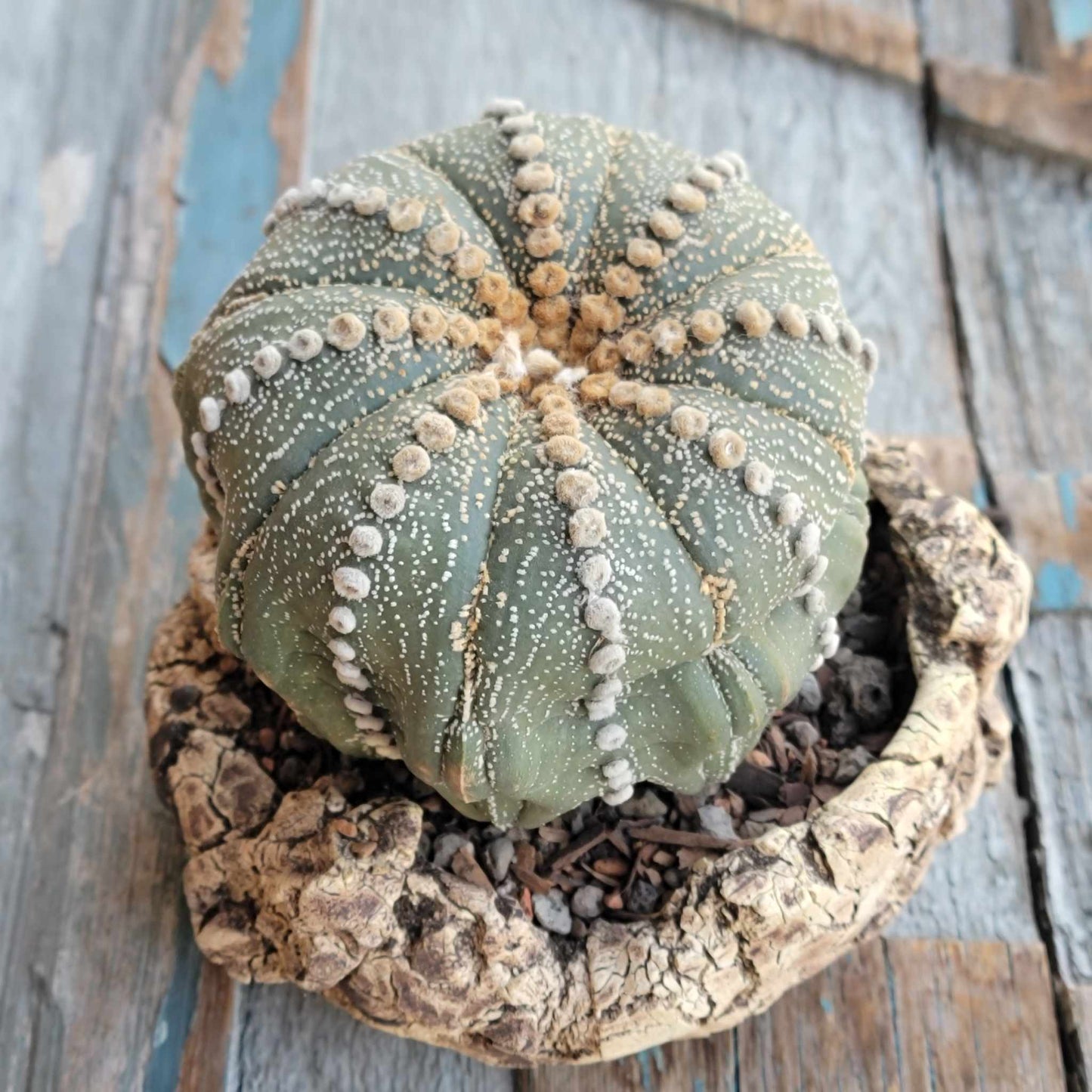 Astrophytum asterias cv. Line Areoles - Huge Old Specimen