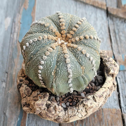 Astrophytum asterias cv. Line Areoles - Huge Old Specimen