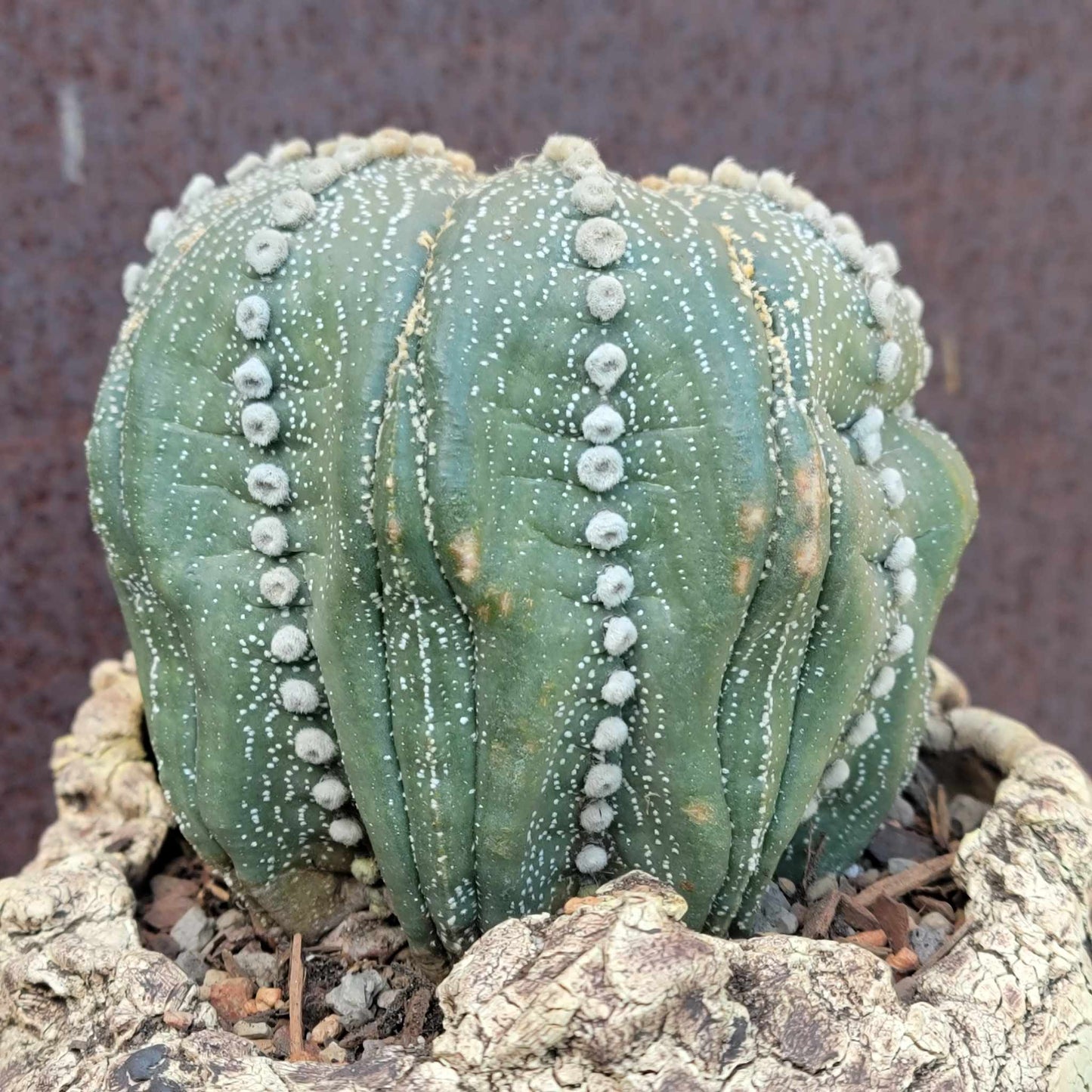 Astrophytum asterias cv. Line Areoles - Huge Old Specimen