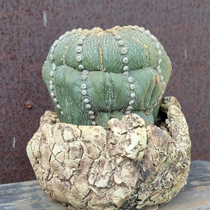 Astrophytum asterias cv. Line Areoles - Huge Old Specimen