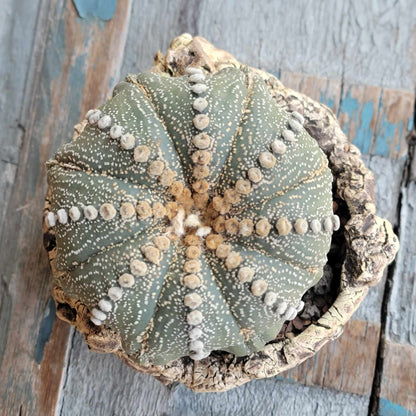 Astrophytum asterias cv. Line Areoles - Huge Old Specimen