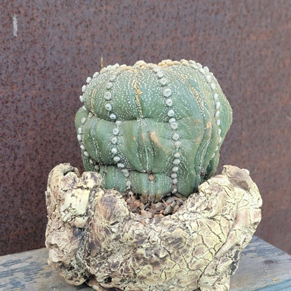 Astrophytum asterias cv. Line Areoles - Huge Old Specimen