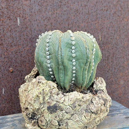 Astrophytum asterias cv. Line Areoles - Huge Old Specimen