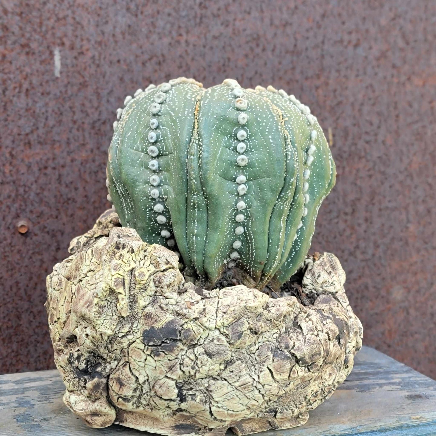 Astrophytum asterias cv. Line Areoles - Huge Old Specimen