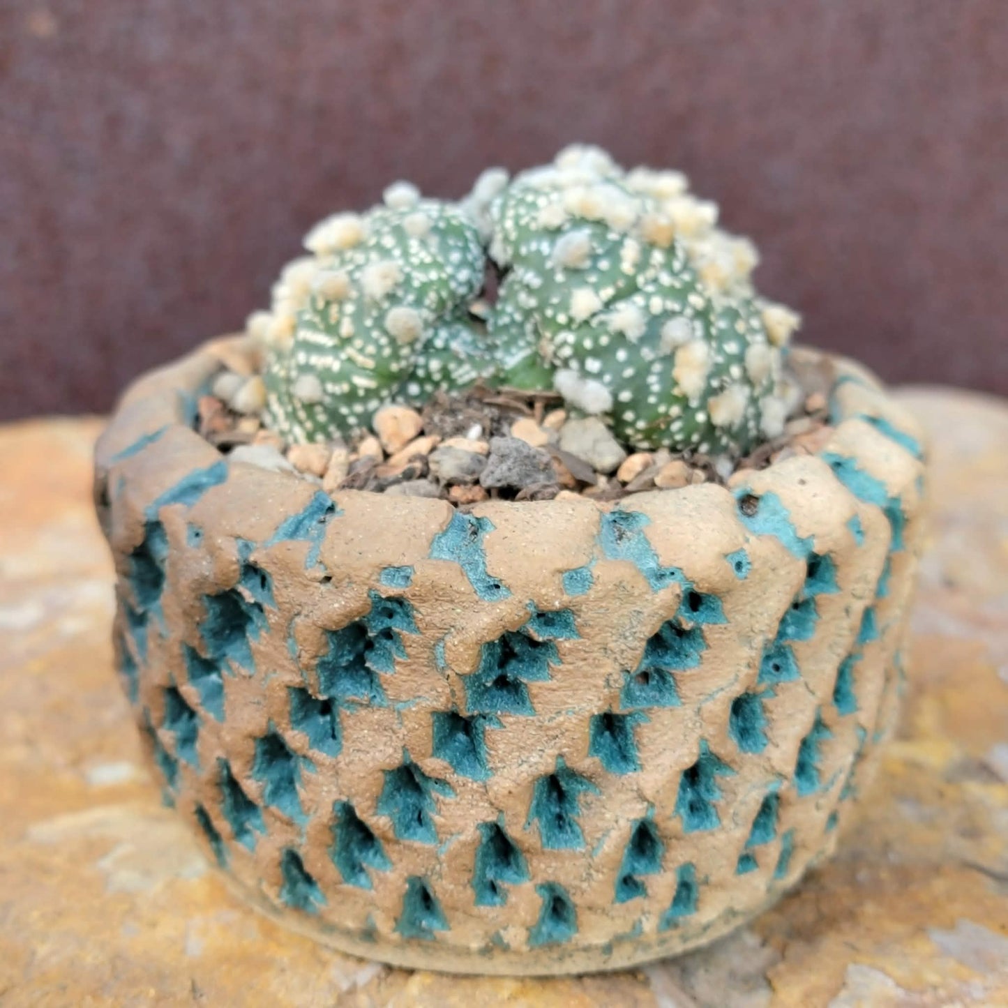 Astrophytum asterias cv. Super Kabuto - Double Head