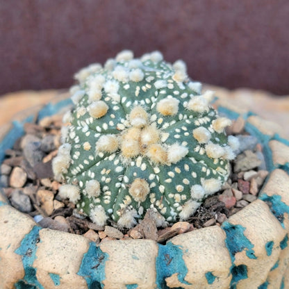 Astrophytum asterias cv. Super Kabuto - Double Head