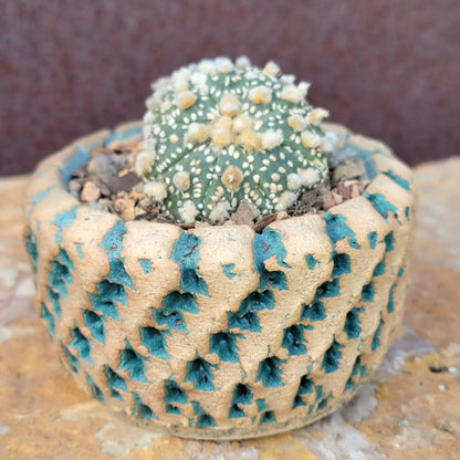 Astrophytum asterias cv. Super Kabuto - Double Head