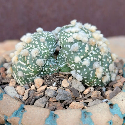 Astrophytum asterias cv. Super Kabuto - Double Head