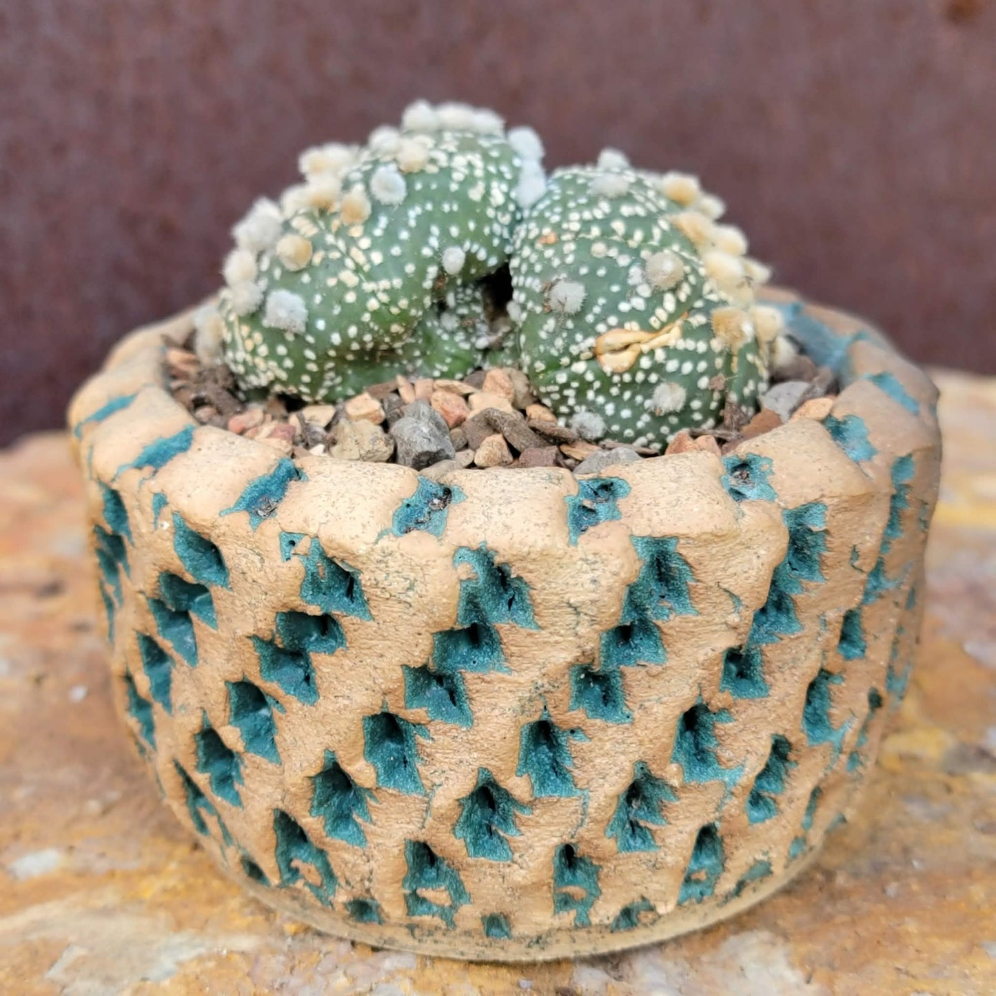 Astrophytum asterias cv. Super Kabuto - Double Head