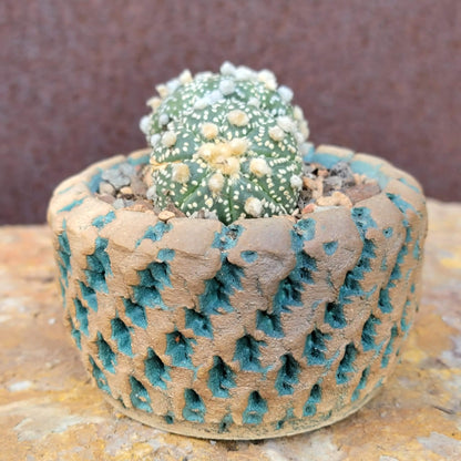 Astrophytum asterias cv. Super Kabuto - Double Head
