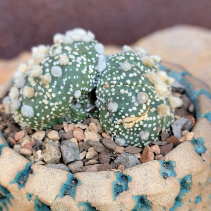 Astrophytum asterias cv. Super Kabuto - Double Head