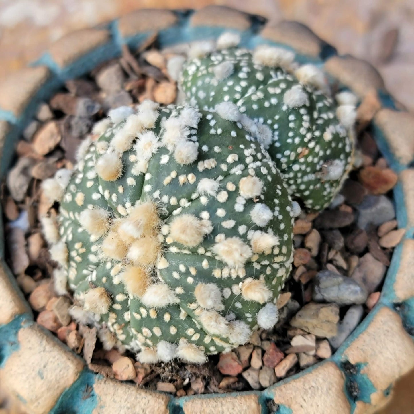 Astrophytum asterias cv. Super Kabuto - Double Head