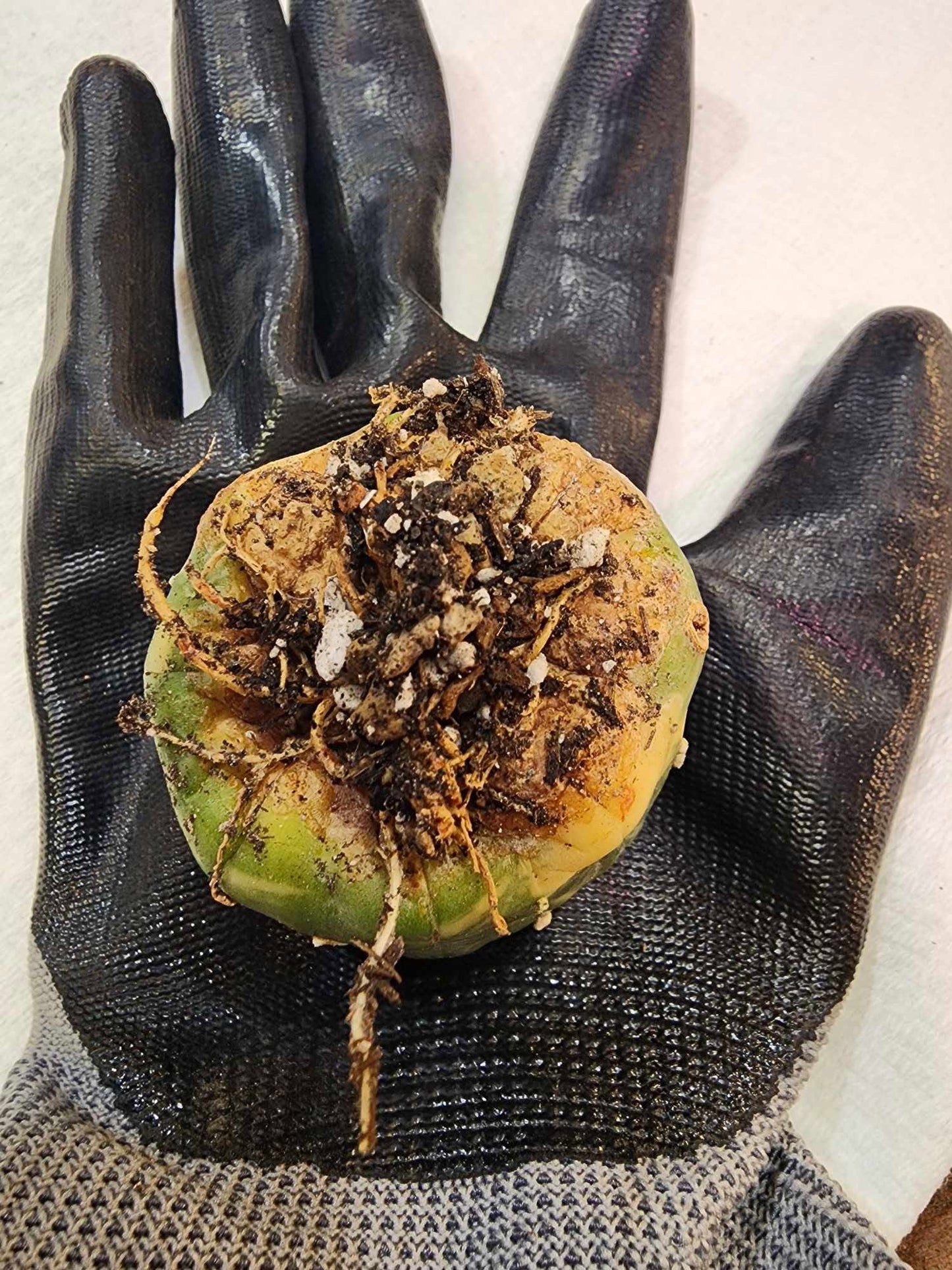 Astrophytum asterias cv. Super Kabuto f. variegata