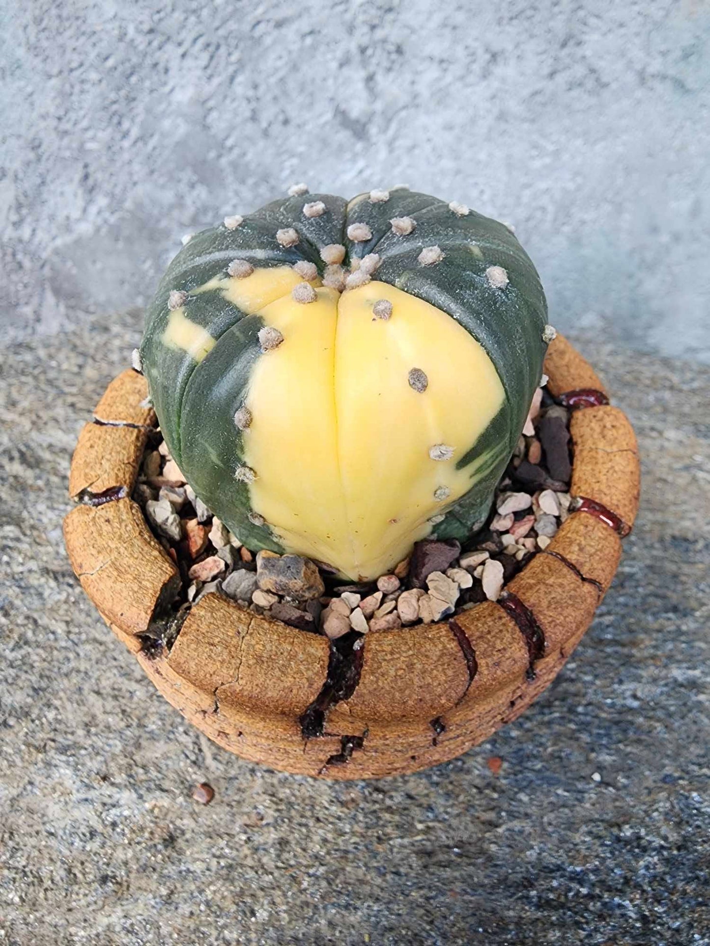 Astrophytum asterias cv. Super Kabuto f. variegata