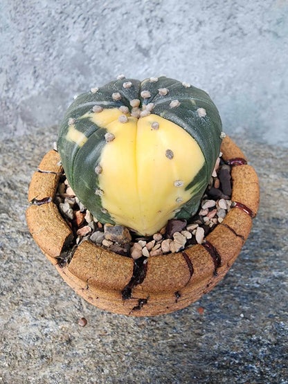 Astrophytum asterias cv. Super Kabuto f. variegata