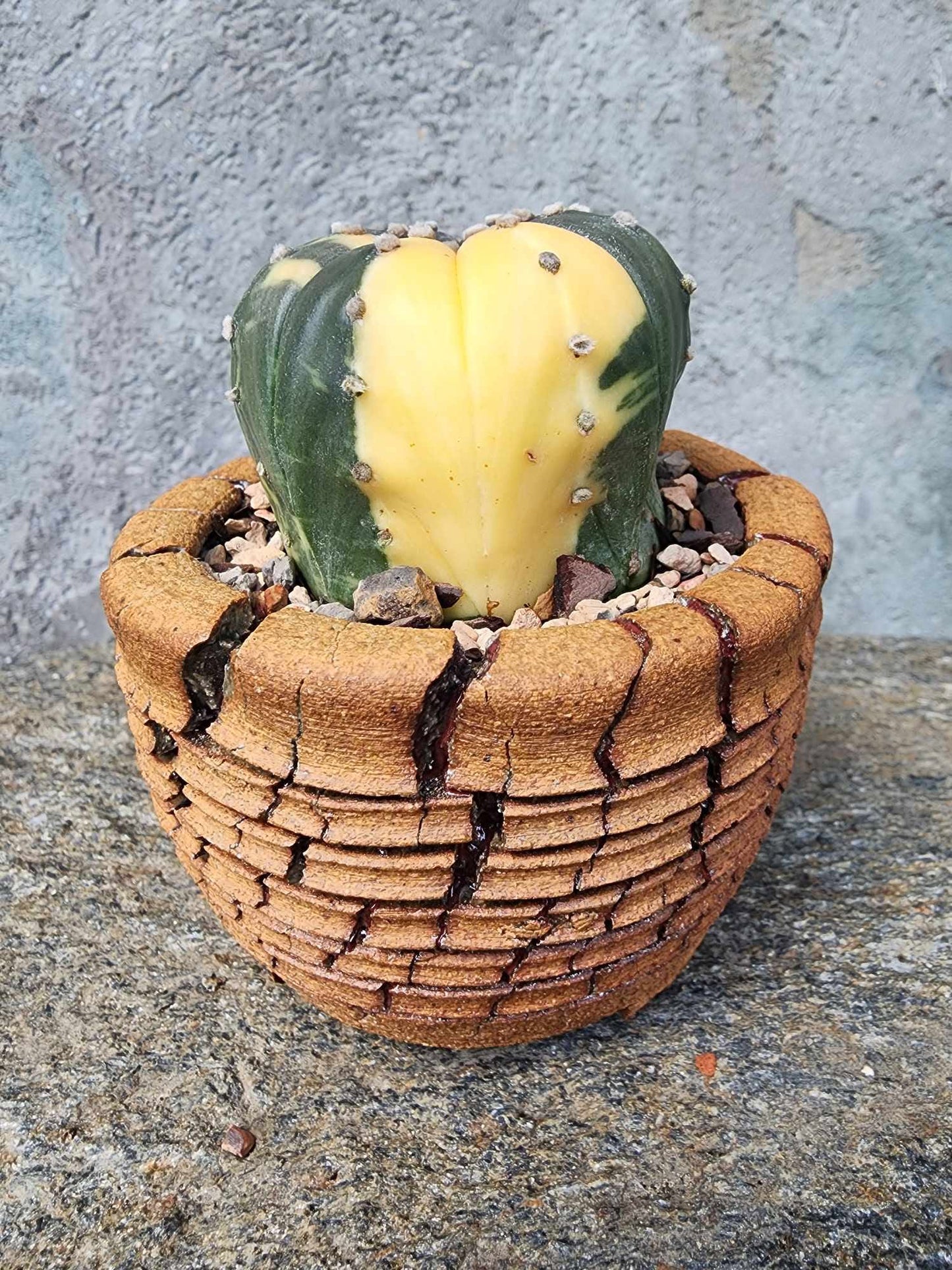 Astrophytum asterias cv. Super Kabuto f. variegata