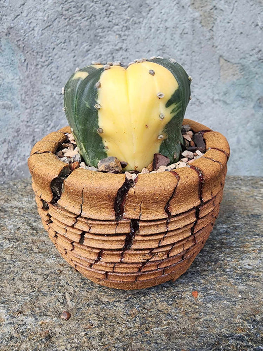 Astrophytum asterias cv. Super Kabuto f. variegata