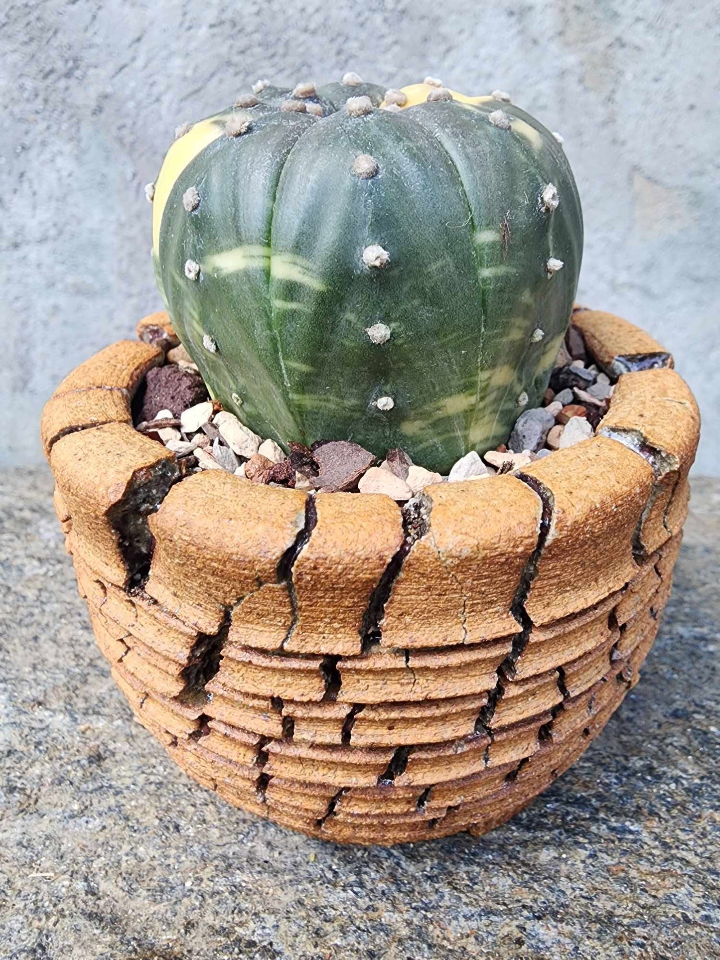 Astrophytum asterias cv. Super Kabuto f. variegata