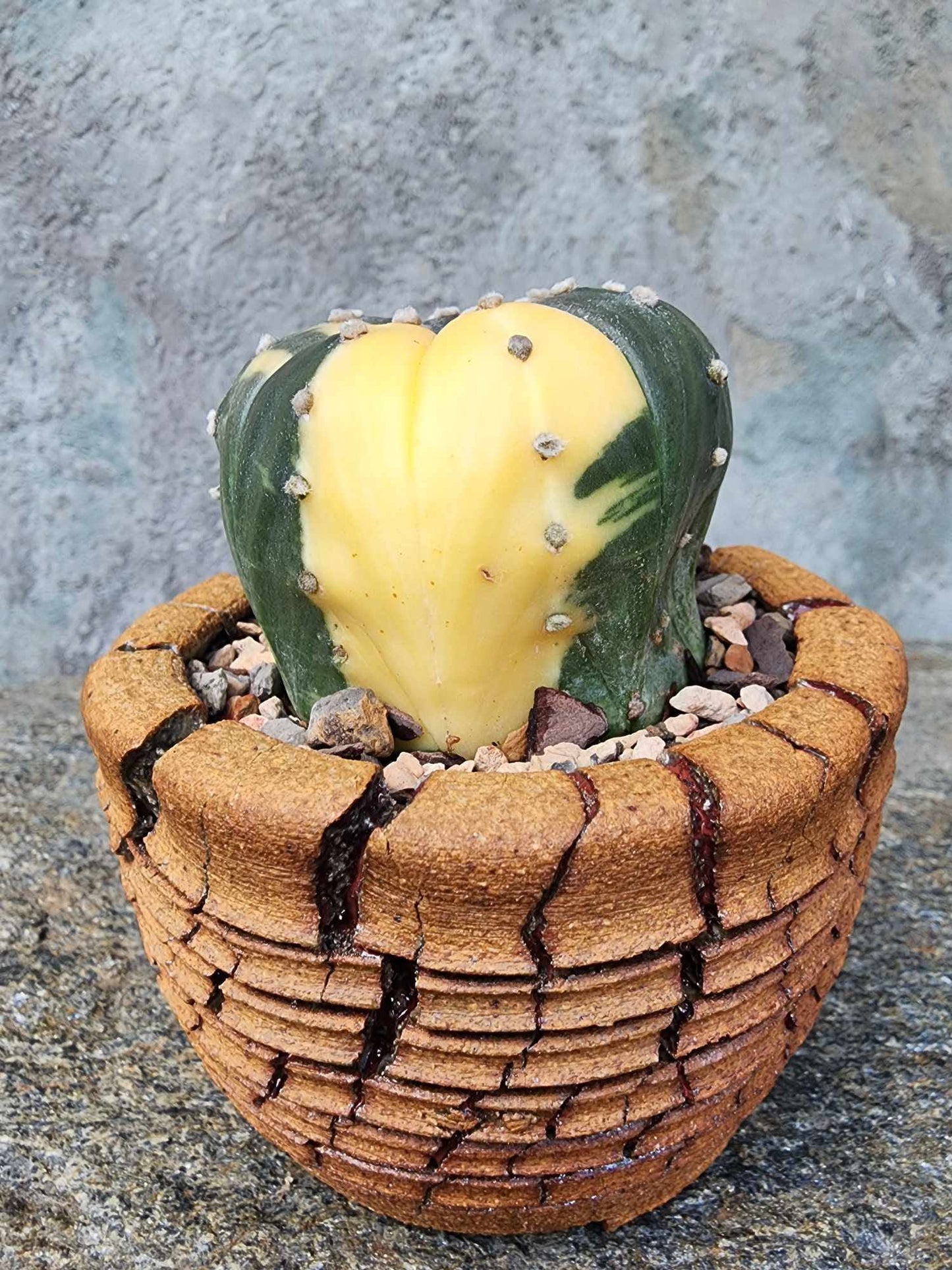 Astrophytum asterias cv. Super Kabuto f. variegata
