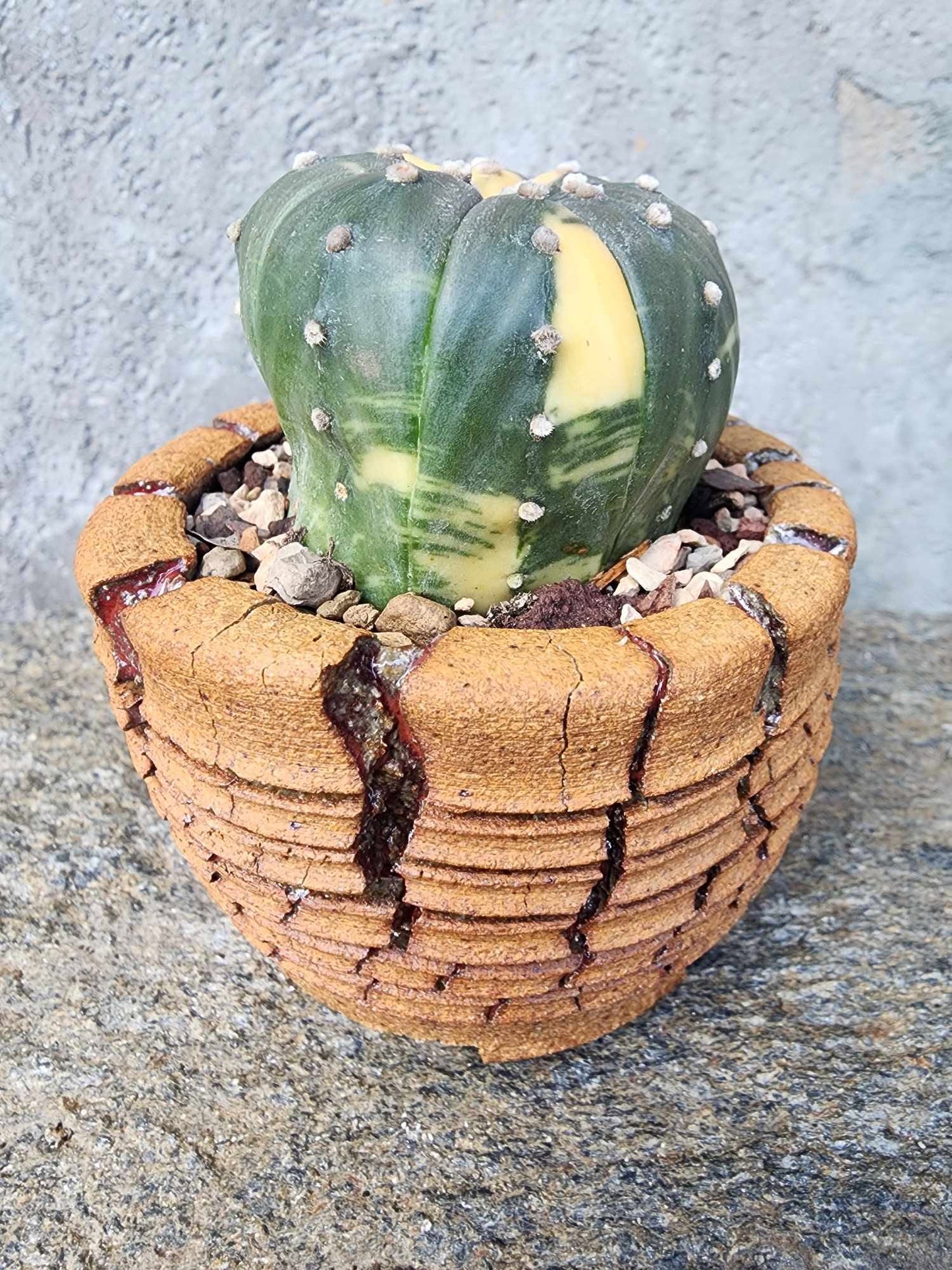 Astrophytum asterias cv. Super Kabuto f. variegata