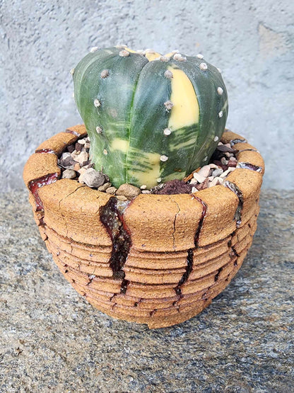 Astrophytum asterias cv. Super Kabuto f. variegata