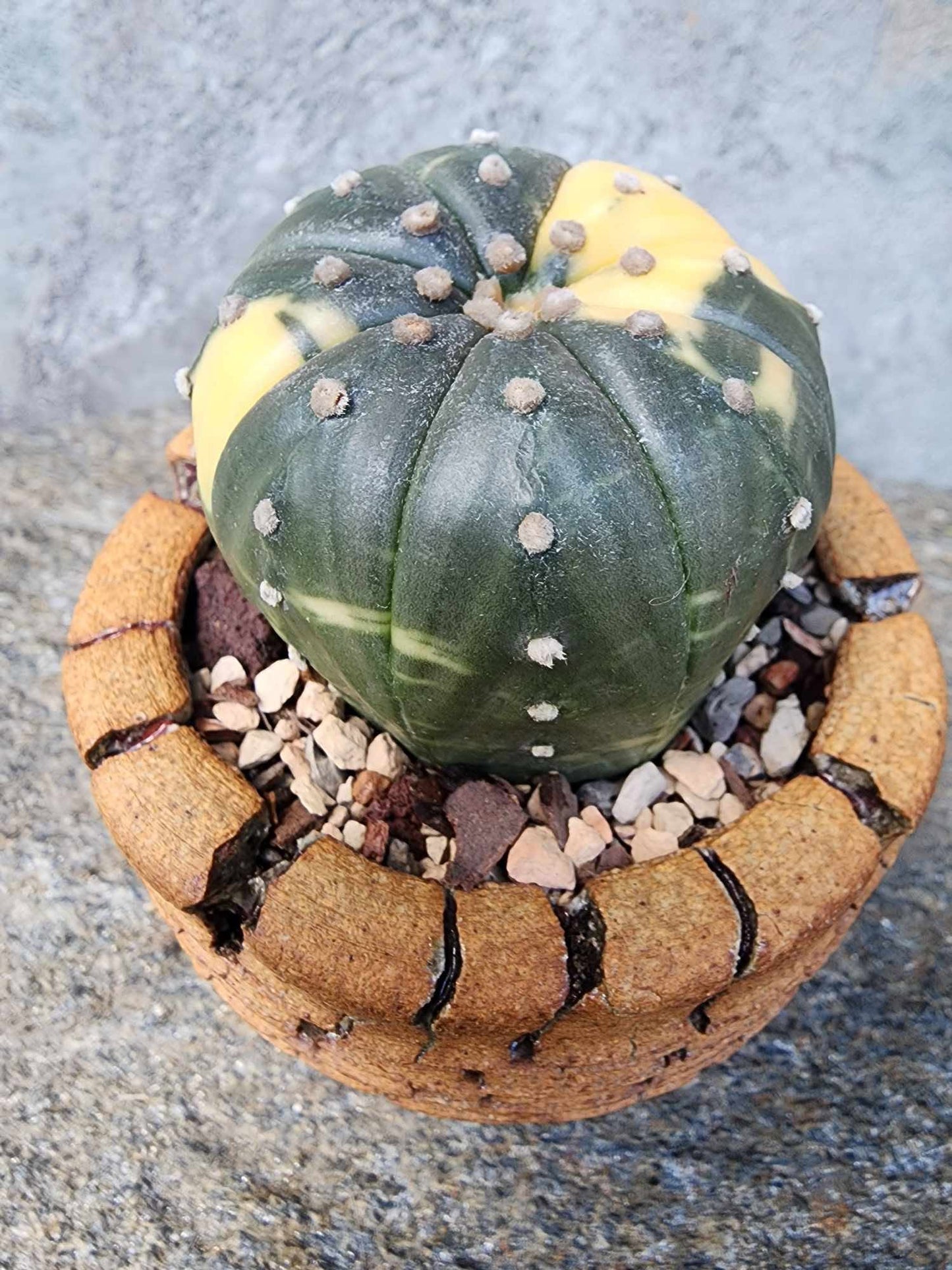 Astrophytum asterias cv. Super Kabuto f. variegata