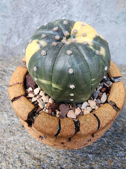 Astrophytum asterias cv. Super Kabuto f. variegata