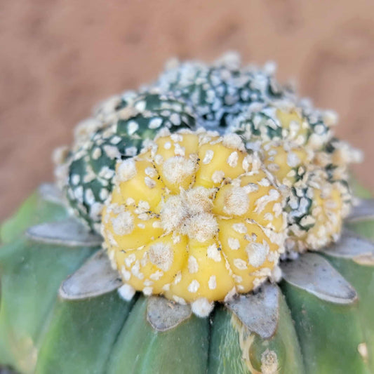 Astrophytum asterias cv. Super Kabuto f. variegata x 4!